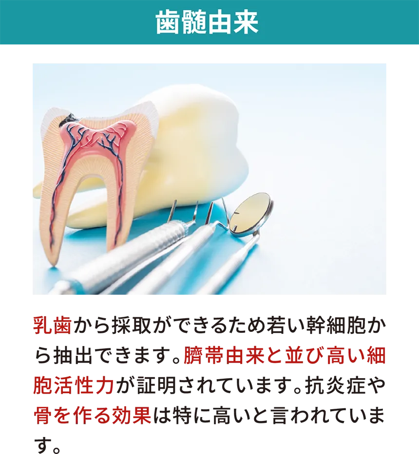 歯髄由来